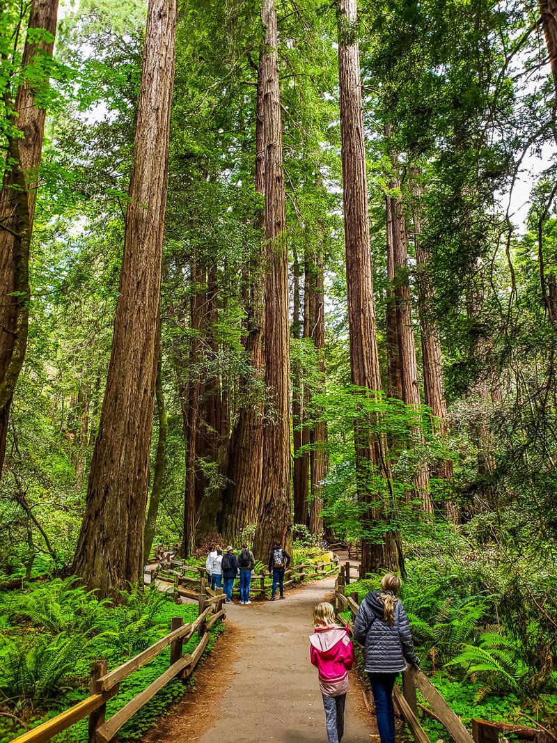 trail running through muir woods