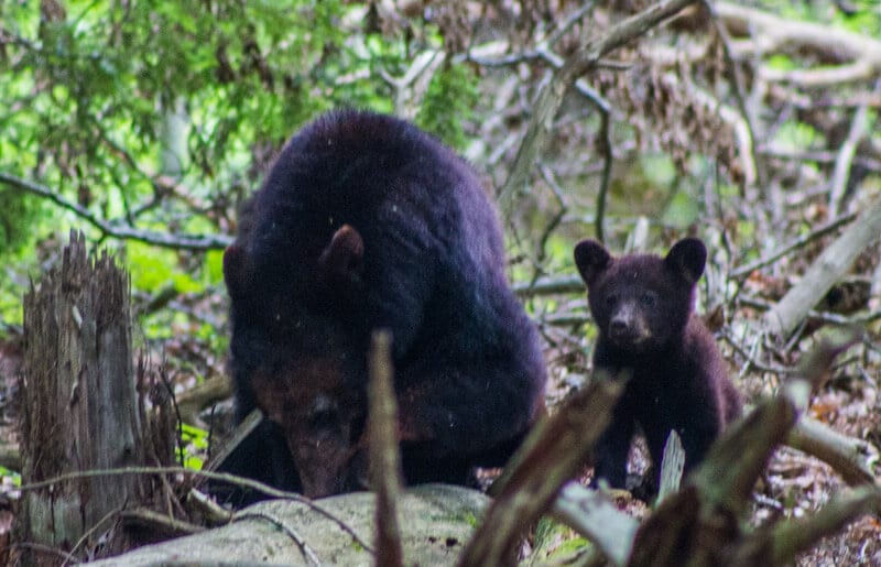 Bears Cades Cove loop road bike ride Smoky Mountains National Park