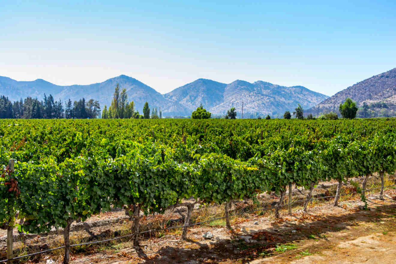 Expansive vineyard in the Maipo Valley near Santiago, Chile, with lush green vines and mountains in the background