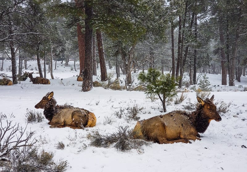 elk sitting in the snow