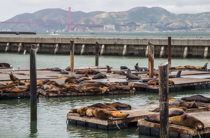 seals on fisherman's wharf san francisco