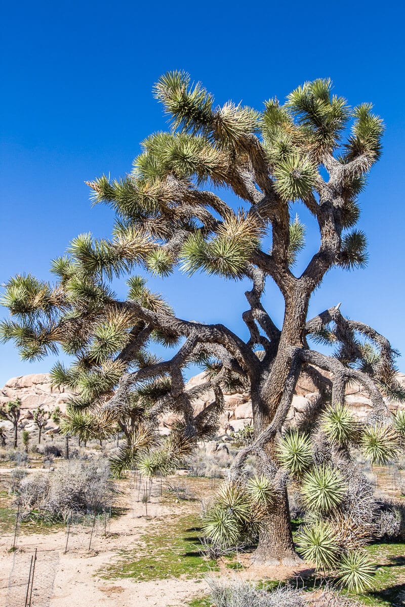 Joshua trees in the desert