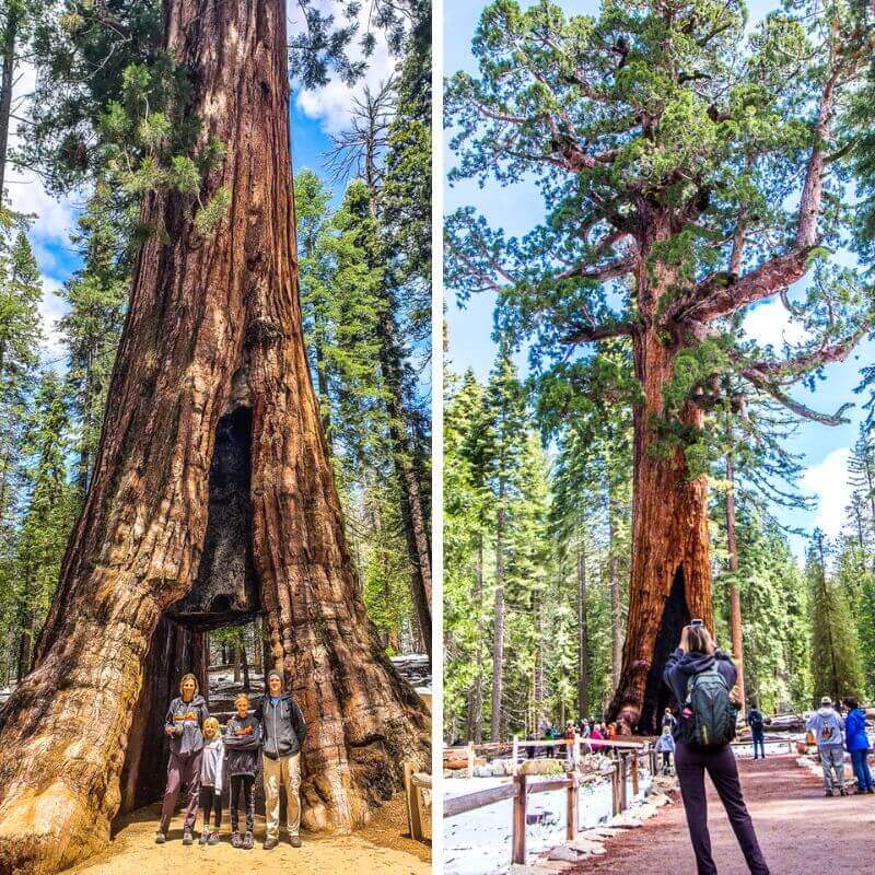 family standing in front of giant sequoia tree