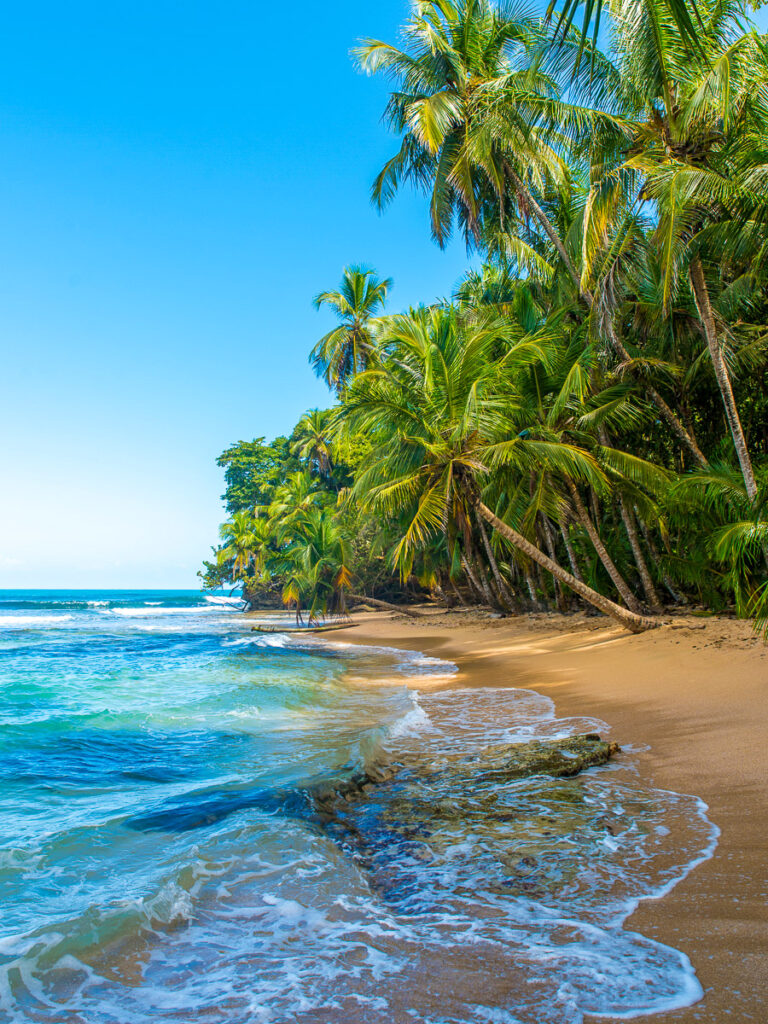 Beach with palm trees. 