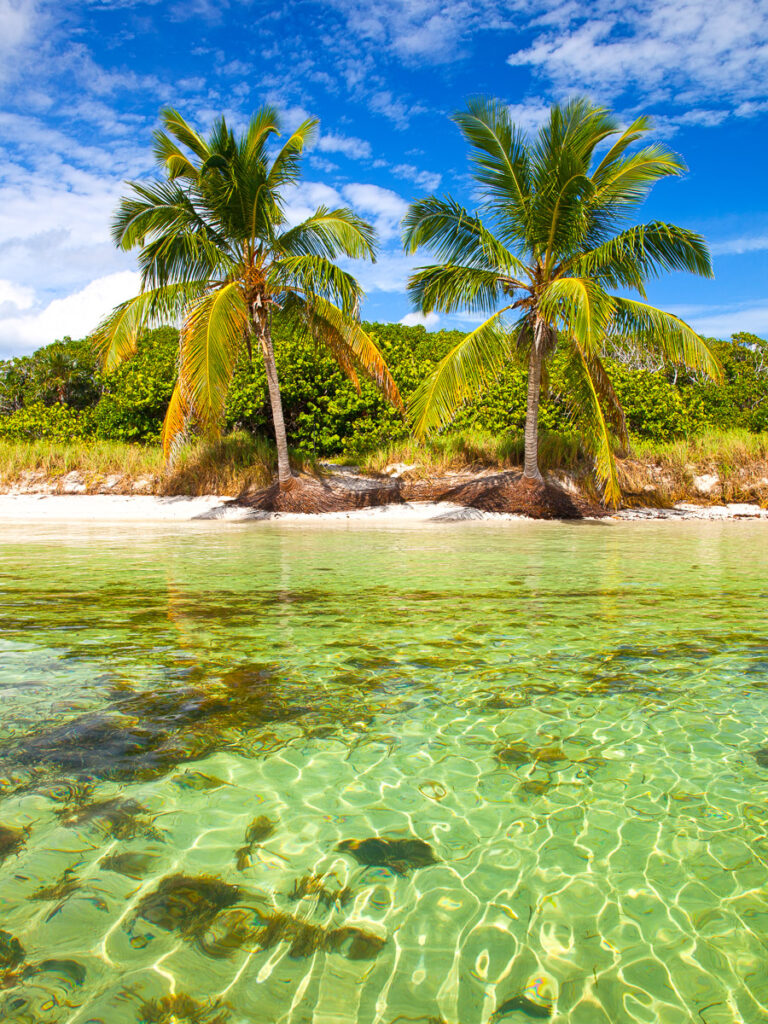 Palm trees on a tropical beach in the Florida Keys. Image credit: DepositPhotos.com.